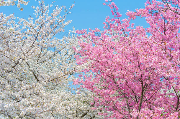 春暖花开春花盛开的武汉东湖樱花花园