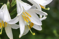白色百合花在夏天的日子, 关闭;Lilium ponum L.,