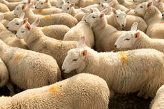 苏格兰好奇的白羊和舒适羊毛的羊群
