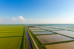 稻田里充斥着水。淹没的稻田。田间水稻生长的农艺方法.