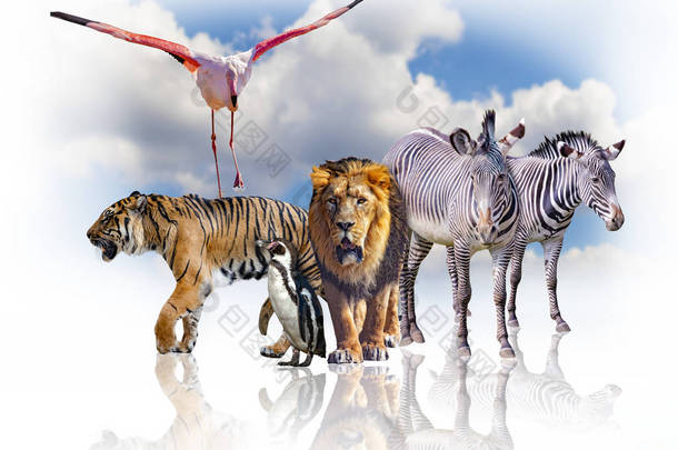 非洲动物小组在白色背景。它们的影子反映在地面上。他们身后是蓝天。这是一个美丽的自然背景野生<strong>动物园</strong>或<strong>动物园</strong>.