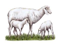 一只羊和两只小羊站在草地上