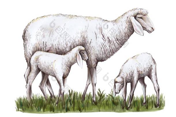 一只羊和两只小羊站在草地上