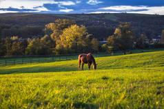 纯种马在牧场上放牧。秋天风景与马群.
