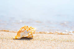 在海上的沙滩上拍摄美丽的贝壳。可用作暑假背景