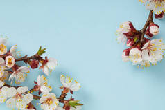 百色背景上盛开的春花的树枝特写