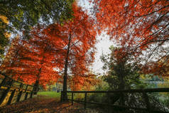 惊人的秋天景观，树木与红叶