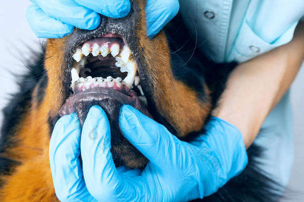 兽医检查安装的狗牙套。羊毛牙套的清洁.