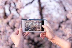 手使用智能手机贴贴照片在春天与樱花