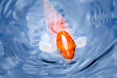 橙色花哨的鲤鱼呼吸在蓝色水面，纹理背景