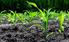 特写绿色玉米芽种植整齐的行。复制空间，文本空间。农业。乌克兰