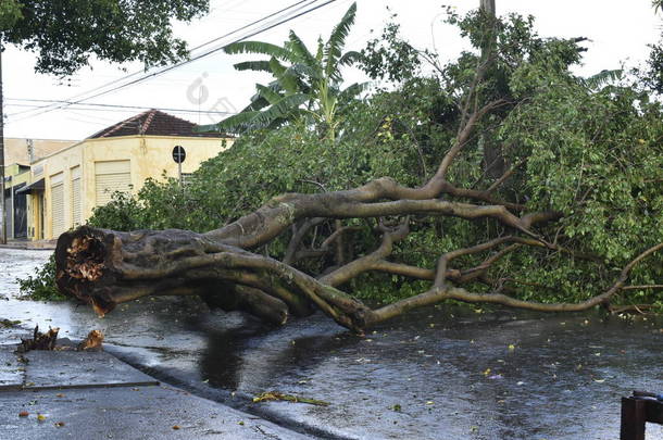 在市区暴风雨后倒下的树。旧树干倒在城市
