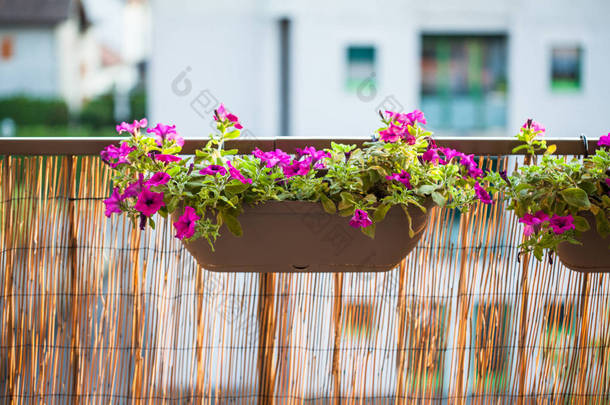 夏季阳台花园日落照明：美丽的五颜六色的紫色，洋红色花在阳台挂盆