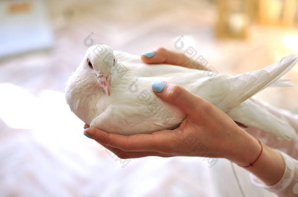 白鸽在女人的手里。女人的手牵着白鸽，特写