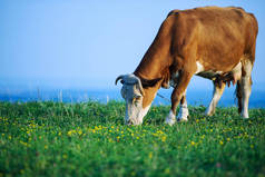 奶牛在绿地上吃草.