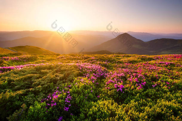 山在花开花和日出期间。山上的花。<strong>夏季</strong>的自然景观。山脉<strong>范</strong>围。山-图象