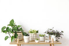 时尚的斯堪的纳维亚内饰,设计架子和不同时髦盆中植物的美丽组合。现代家居装饰。灰色背景墙。极简概念。模板。家庭花园.
