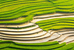 在木仓柴,水稻种植季节越南令人印象深刻的景观.