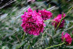 Brightly crimson peony flower in the rain, close-up.