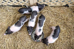 Cute baby pink and black speckled polka dot pot-bellied Vietnam miniature pigs in wooden cage