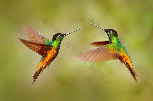 Hummingbirds Golden-bellied Starfrontlet with long golden tails flying with <strong>open</strong> wings, Chicaque, Co