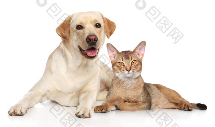 猫狗在一起图片-包图网企业站