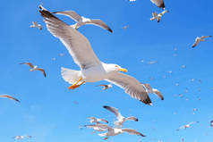 带着云彩和灿烂的阳光在空中飞翔的海鸥.美丽的海鸥在天空中飞翔
