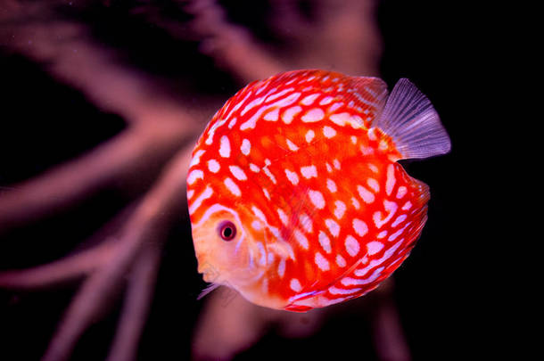 水族馆的铁饼鱼，热带鱼。亚马逊河上的症状。蓝钻石、蛇皮、红绿松石等