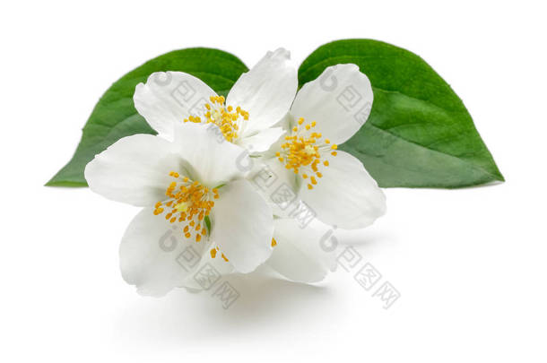 白色茉莉花与绿叶隔离