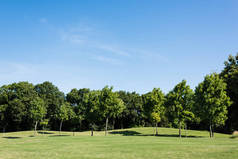 公园里绿草上的绿叶树与蓝天