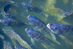 在农业的罗非鱼养殖早晨,阳光在池塘里温暖。池塘中的罗非鱼正在水面上出现,等待食物、药片和氧气呼吸.