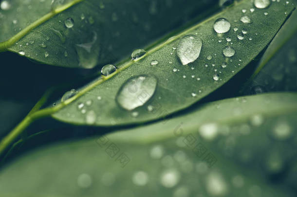 绿叶上<strong>透明雨水</strong>滴合。博蒂