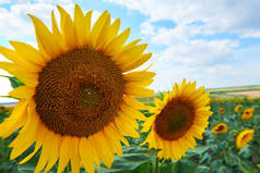 向日葵场 - 明亮的黄色花朵,美丽的夏季风景