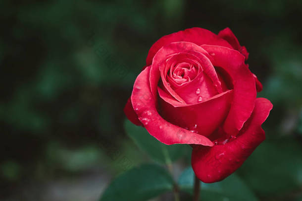 粉红玫瑰花蕾在花园里绽放