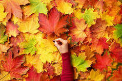 枫叶在女孩手中。 秋季背景摘要。 复制广告空间。 晴天，温暖的天气，秋天的概念。 顶部视图。 横幅