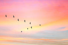 候鸟在阴云密布的夕阳天空中以v形飞行。天空和云与柔和的颜色效果.
