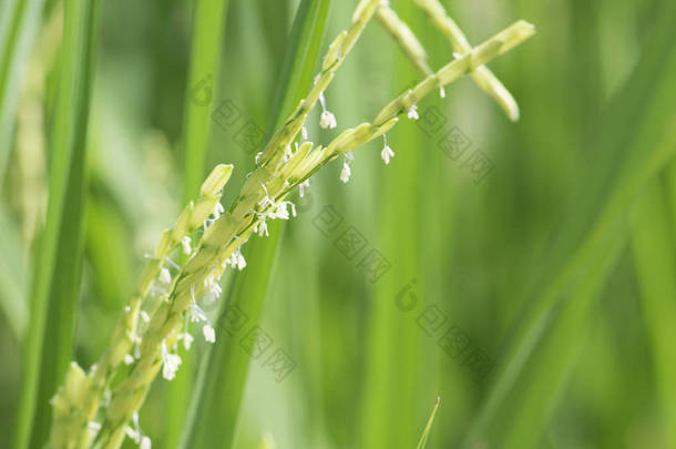 水稻茎和花.水稻花.