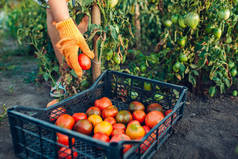 Woman farmer putting tomatoes in box on eco farm. Gathering autumn crop of vegetables. Farming, gard