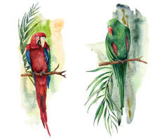 Watercolor tropical composition with parrots. Hand painted red and green macaw, palm and banana bran
