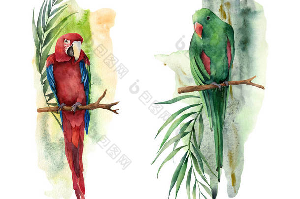 Watercolor tropical composition with parrots. Hand painted red and green macaw, palm and banana bran