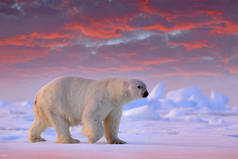 在斯瓦尔巴海，北极熊在白雪和水的漂流冰缘上生存。白色的大型动物在自然界的栖息地,欧洲.大自然的野生动物场景。在冰上行走的危险熊.