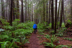 冒险的女性朋友在薄雾多雨的夏日里在树林里徒步旅行胡安·德福卡小径。靠近加拿大不列颠哥伦比亚省温哥华岛伦弗鲁港.