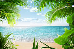 美丽的热带海滩，有一些棕榈树