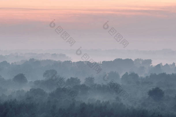 清晨雾气笼罩下森林的神秘景象.在黎明前的<strong>天空</strong>下，在针叶林的树型轮廓层间笼罩着令人生畏的薄雾。<strong>淡蓝色</strong>调的大气简约的宏伟自然景观