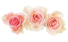 三朵粉红色的玫瑰孤立在白色背景特写。玫瑰流