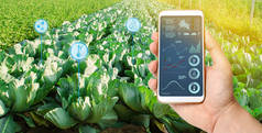 农民拿着一部智能手机，在有卷心菜种植园的田地里。农业创业。自动化和作物质量改进。高科技，创新。科研.