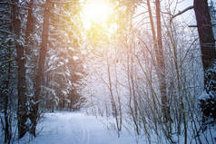 美丽的冬季风景，阳光明媚，白雪覆盖着树木.