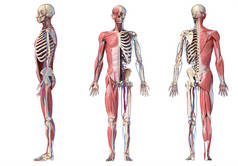 3d 人体骨骼与肌肉、静脉和动脉的插图.