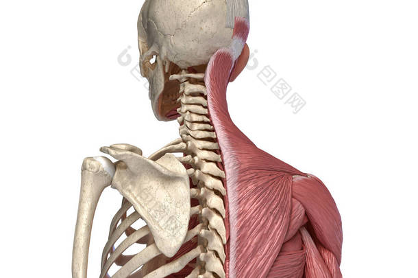 人体，躯干<strong>骨骼</strong>和肌肉<strong>系统</strong>，后视视图.