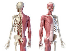 人类男性解剖学，3/4身材肌肉和骨骼系统，透视后视和前视图.